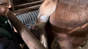 Бельгийский Тяжеловоз БРАБАНСОН!!! Жеребец в работе.