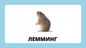 Животные Арктики и Антарктики.mp4