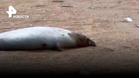 Экологическая катастрофа в Дагестане: берег Каспия усыпан сотнями мертвых тюленей / РЕН Новости
