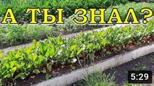 СДЕЛАЙТЕ это в ИЮЛЕ на огороде: 8 важных дел ☝☝☝