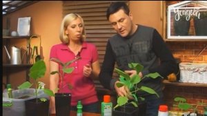 БАКЛАЖАН от А до Я КАК ВЫРАСТИТЬ БАКЛАЖАНЫ