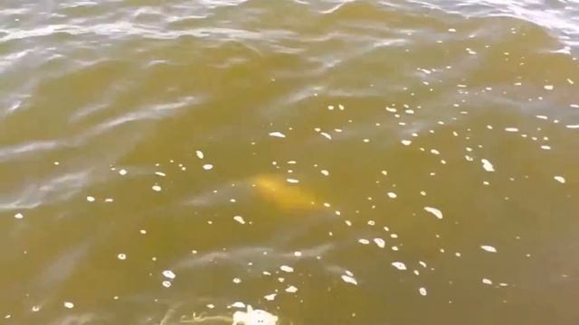 ВТО ЭТО КЛЁВ | РЫБАЛКА С ЛОДКИ | ЛОВЛЯ СУДАКА | HD 2017 смотреть онлайн