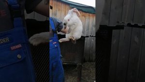 ухожу от панона в пользу Калифорнии, так как панон долго растёт.