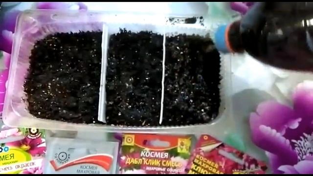 Махровая космея - выращиваем из семян.. Зачем я сею ее на рассаду??