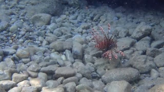 Stunning lionfish , Main beach, Lindos. смотреть онлайн