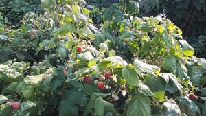 Плодоношение ремонтантной малины Геракл..