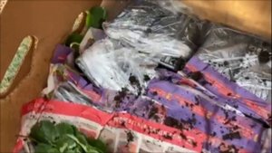Видио отзыв о саженцах из Ягодного подворья