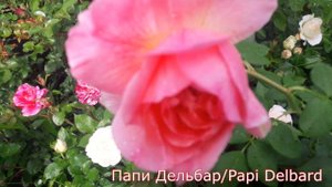 Papi Delbar (Папи Дельбар) Плетистые розы - питомник роз "Розы от Татьяны"