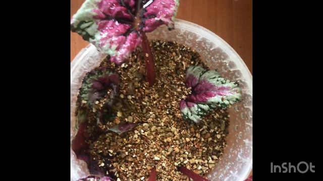 Гулларим#парвариш#душ#уруг смотреть онлайн