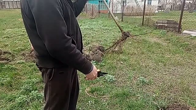 Посадка деревьев.Вишня.Все о посадке.