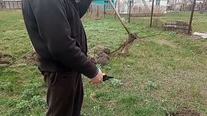 Посадка деревьев.Вишня.Все о посадке.
