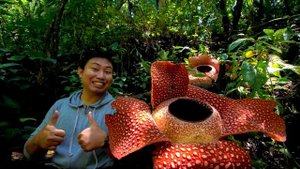 САМЫЙ БОЛЬШОЙ ЖИВОЙ ОРГАНИЗМ НА ПЛАНЕТЕ И ЕЩЁ 6 НЕВЕРОЯТНЫХ РАСТЕНИЙ