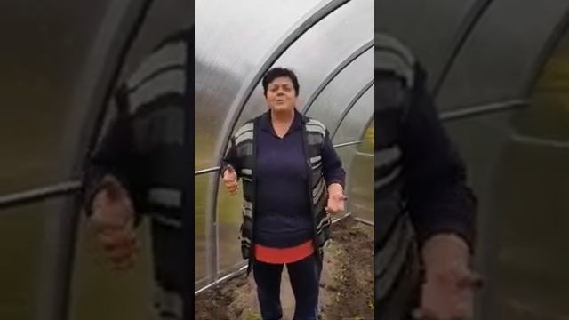 Отзыв. Теплица ГАРАНТ-ТРИУМФ 6м / Завод Теплиц Гарант смотреть онлайн
