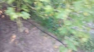 виноград Банановые ножки - какой он ???
