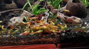 Время крипты! Перезапуск аквариума на криптокарине. Жизнь в аквариуме