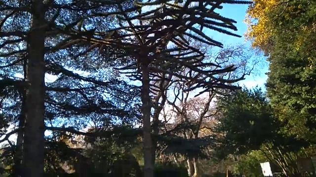 Араукария чилийская (Araucaria araucana) в Воронцовском парке