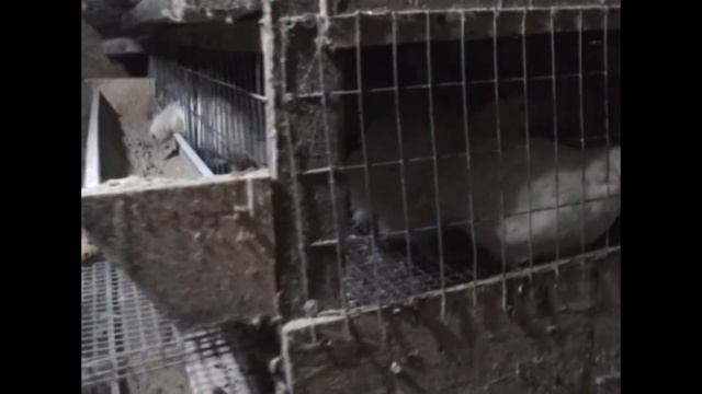 клетка для перепелов своими руками