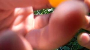 как одевать на крючок ( Вишню, Алечу) Для Голавля