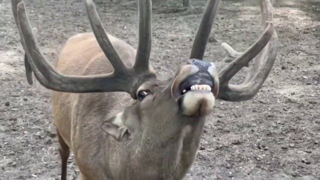 2 августа - День Оленя! 🦌 #ростовскийзоопарк #олень #алтайскиймарал