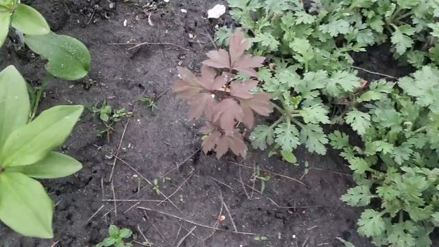 Поливаний понеділок ?Мій цвітущий весняний сад. #нарциси #гіацинти #гейхери #київ #україна смотреть онлайн