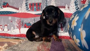 Щенки кроличьей таксы подросли, им скоро 3 месяца