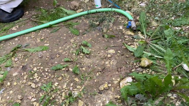 Банный день.НАТАХА,Чёрного Барона/Сатар Берег дочь.БУЛЬДОЗЕР,ТОПАЗ линии.САО/алабай.FCI.+7915778778 смотреть онлайн