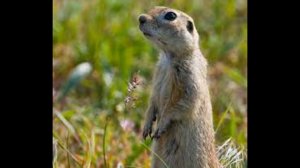 Схема в 150 слов Как поймать суслика