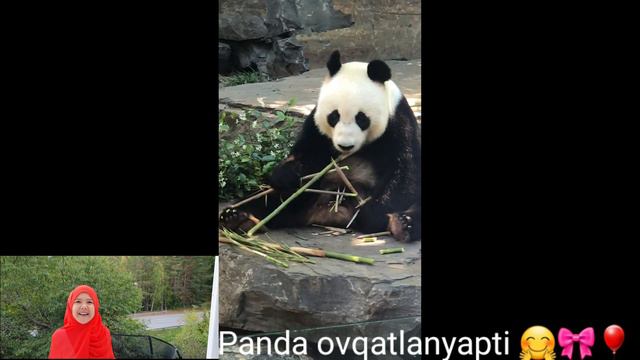 Australiada Hayvonot bog'ida 2019 yil Dekabr oyida +35° Adelaide shahri смотреть онлайн