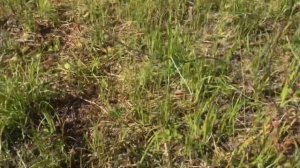 РУКОЖОПКА В ПОИСКАХ ЯЩЕРИЦ или КАК ПОЙМАТЬ ЯЩЕРИЦУ В ЛЕСУ ИМЕЯ ТОЛЬКО ЯМОЧКИ НА ЩЕКАХ😂