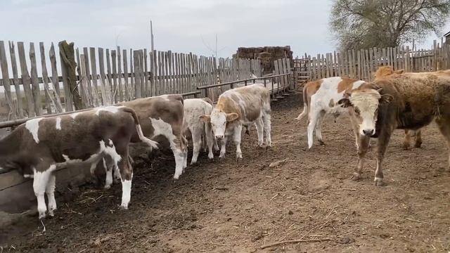 Кормления гигантов телят смотреть онлайн