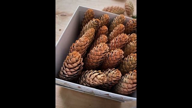 Шишки еловые. 25 штук в коробке смотреть онлайн