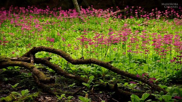天然クリンソウの群落2015.6.2兵庫県宍粟市千種町TAMRON AF 28-300mm F3.5-6.3 XR Di LD Aspherical IF MACRO Model A061