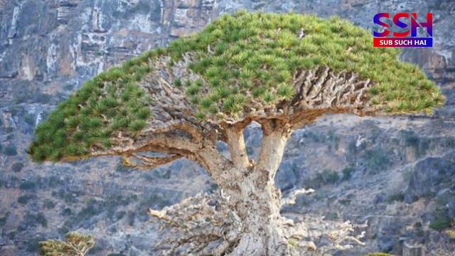 Dragon Blood Tree Socotra Yemen | Reality Stories | Hindi Urdu 2020 | Most Dangerous Trees смотреть онлайн