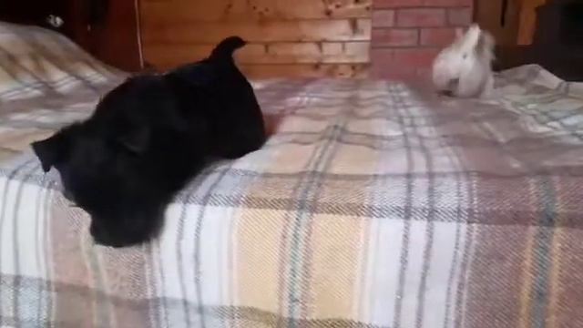 Скотч-терьер щенки собаки смотреть онлайн