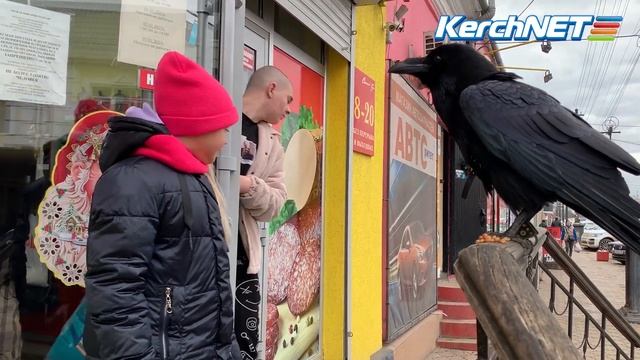 Керчане подкармливают ворона Фримена смотреть онлайн