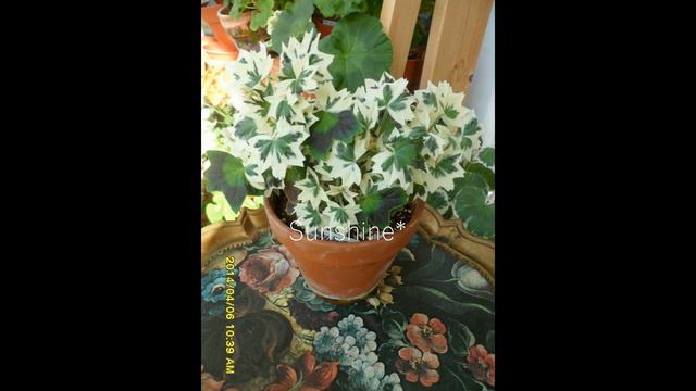 Pelargonium Baby Silver 2 смотреть онлайн