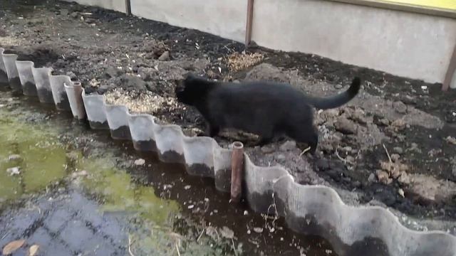 Рассада капусты.Первая ночь в холодной теплице смотреть онлайн