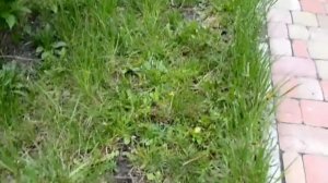 MTD Smart 32 E. Elektriskā pļaujmašīna. Agronet.lv