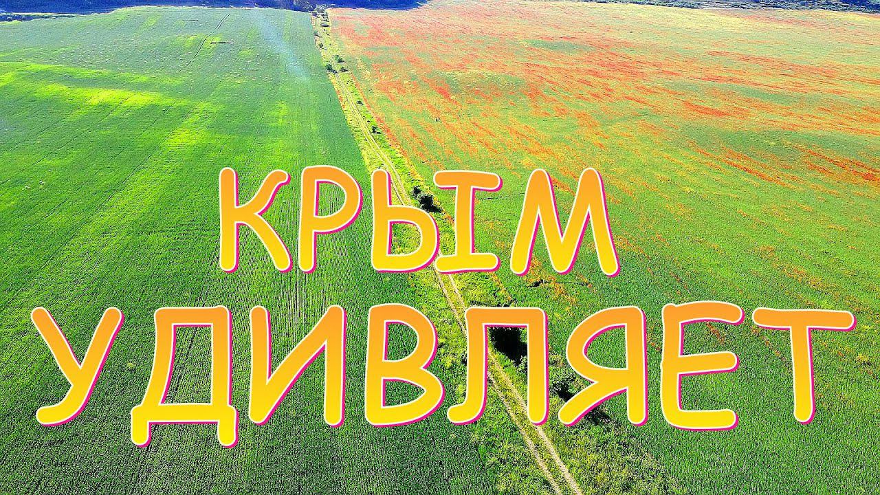 Удивительная природа Крыма Нашли огромное пшеничное поле усеянное КРАСНЫМИ Маками