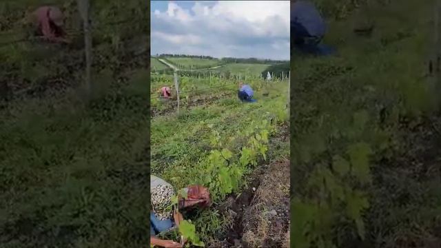 Перепрививка: как сэкономить на перезакладке виноградника @Krasokhina