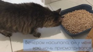 Обзор на древесный наполнитель. Реакция кота