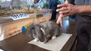 Кролик- Французский баран. Изабелла плащ. Особенности окраса.