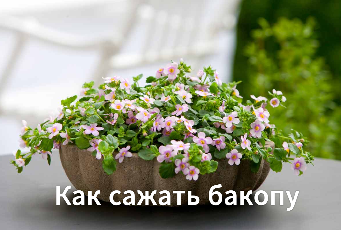 Как сажать бакопу . Как сажать семена бакопы. смотреть онлайн