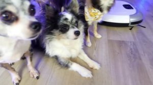 робот пылесос обзор животных