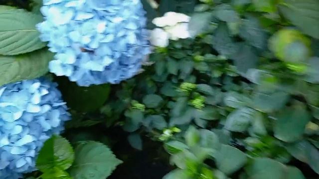 Ремонтантные и неремонтантые сорта крупнолистных.В чем отличие??????