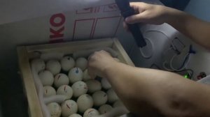 Овоскопирование индюшиного яйца. Первый овоскоп 7 день. Что показало?