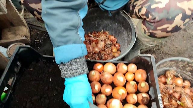 Тепличные работы в марте: лук на перо, посев георгин, циний, обзор всходов лука. смотреть онлайн