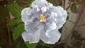 Гибискус. Марианна Чарльтон