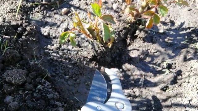 ПЕРЕСАЖИВАЮ РОЗУ ДЖУБИЛИ СЕЛЕБРЕЙШН И ВЫРЕЗАЮ ПОБЕГИ (не развиваются верхние почки).