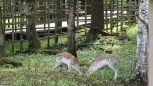 Ланята быстро растут